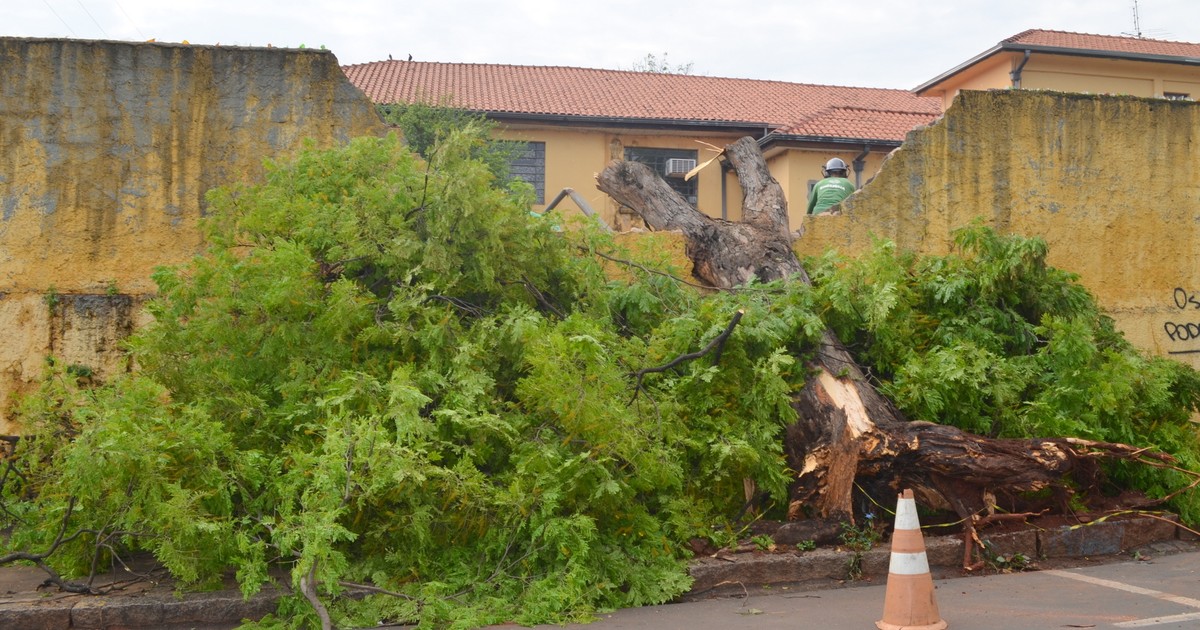 G1 - Árvore cai e destrói muro de escola no Centro de Piracicaba ... - Globo.com