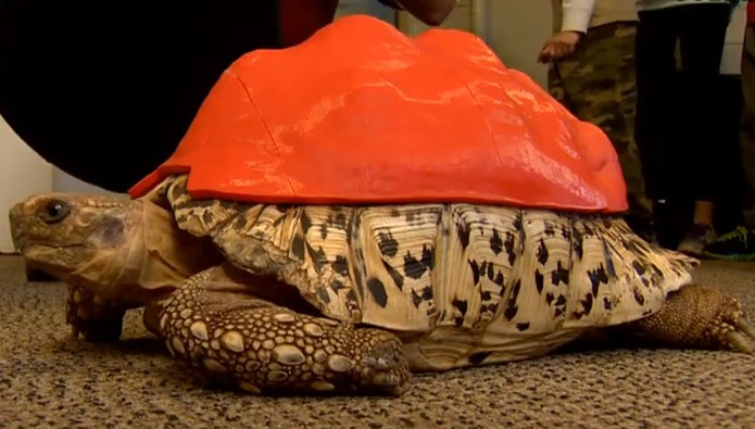 Casco sintético vai garantir que Cleópatra recupere a saúde  (Foto: Reprodução/YouTube)