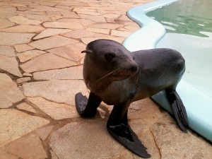 Batizada de Suelen, foca está na piscina de empresário desde segunda-feira (15). (Foto: Bianca Celoto / TV Tem)