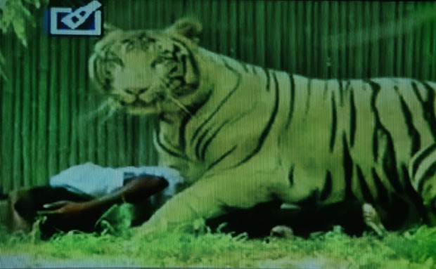 Em imagem reproduzida do canal de TV indiano Headlines Today, o tigre é visto sobre sua vítima no Zoológico de Déli (Foto: AFP/Headlines Today)