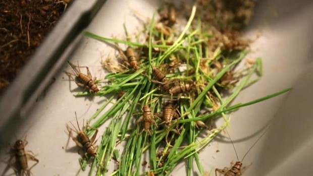 Os fundadores da Coalo Valley Farms acreditam que a criação de grilos e outros insetos possa ser o futuro do setor agrícola  (Foto: BBC)