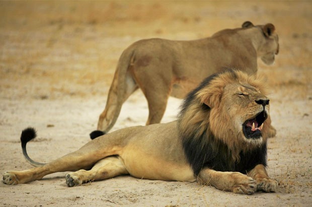 Reserva no Zimbábue recuou após dizer que poderia sacrificar 200 leões (Foto: Reprodução/Facebook/Zimparks)