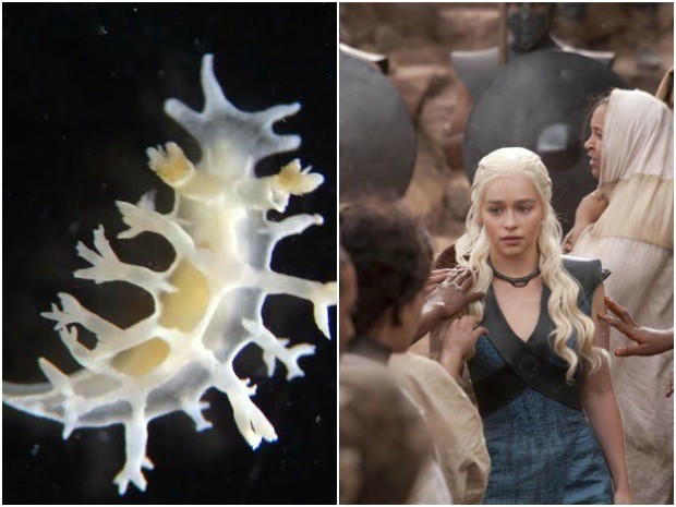 Para pesquisador, cor da lesma lembra a descrição da cor do cabelo da personagem de Game of Thrones (Foto: Felipe Vasconcelos/Arquivo Pessoal/Divulgação)