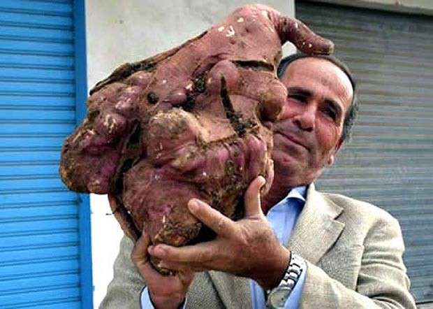 O fazendeiro libanês Khalil Semhat segura batata doce gigante, em dezembro de 2008, na cidade de Tyre. O legume pesava 11,3 quilos.  (Foto: AFP)