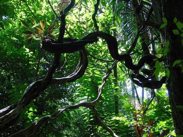  As lianas, da família dos cipós, stão aumentando possivelmente em decorrência da morte precoce das árvores  (Foto: Yadvinder Mahli/Nature)
