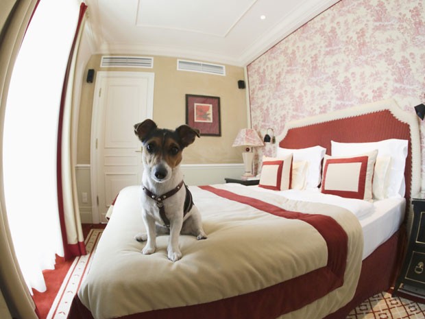 A cachorra Ella sobe na cama de um dos quartos do hotel Sacher (Foto: Leonhard Foeger/Reuters)