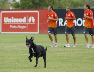 Cão rouba a cena em treino do Inter (Foto: Diego Guichard)