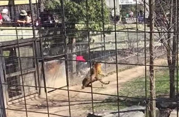 Mulher pulou cerca para pegar chapéu em recinto de tigre em zoo no Canadá (Foto: Reprodução/YouTube/Jared Sales)
