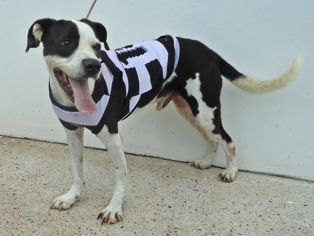 Cachorro Holland também participa de campanha de adoção (Foto: Patrícia Solla/Canil Municipal de Piracicaba)