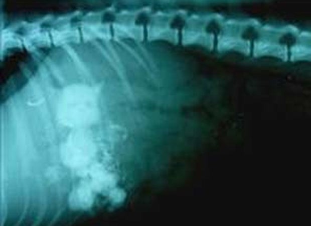 Em 2010, um veterinário da região inglesa de Cambridgeshire descobriu cinco gatinhos de brinquedo no estômago de uma cadela que estava tratando (Foto: Divulgação/Cromwell Veterinary Group)