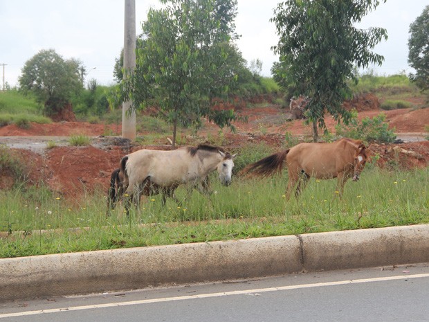 Cavalos são vistos com frequência na Avenida Alcoa (Foto: Jéssica Balbino/ G1)