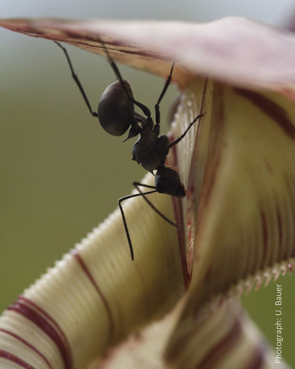  Formiga operária coleta néctar da planta carnívora Nepenthes (Foto:  Reuters/Dr. Ulrike Bauer/Universidade de Bristol)