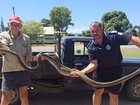 Australiano luta com cobra de 4 m após réptil devorar seu galo favorito