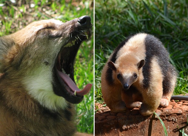 Lobo-guará e tamanduá-mirim do Zoológico de Brasília; pesquisador considera clonagem 'último recurso' (Foto: Divulgação/Jardim Zoológico de Brasília)