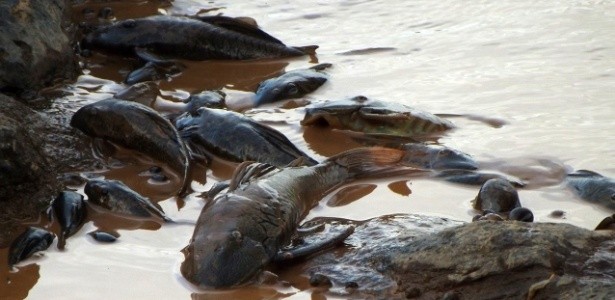 Peixes mortos no leito do Rio Doce: moradores e pescadores relatam cenário de horror ao longo do seu curso (Foto: Associação dos Pescadores e Amigos do rio Doce)