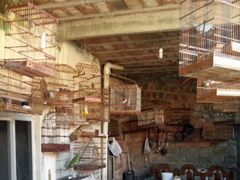 Aves eram mantidas em cativeiro dentro de gaiolas. (Foto: Divulgação/ Cipoma)