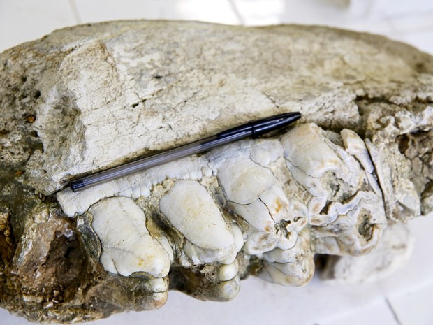  Caneta sobre a mandíbula encontrada dá a dimensão do tamanho do fóssil (Foto: Cícero Oliveira/Divulgação UFRN)