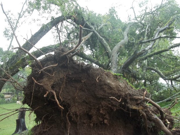 Raíz de árvore foi arrancada com a força da chuva e dos ventos  (Foto: Janaíne Bueno de Almeida/ VC no G1)