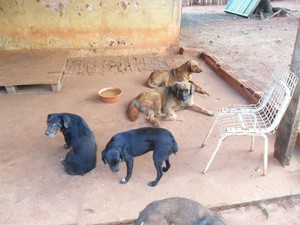 Cães recolhidos pelos voluntários são tratados, castrados e aguardam por adoção  (Foto: Edinei Valencio)