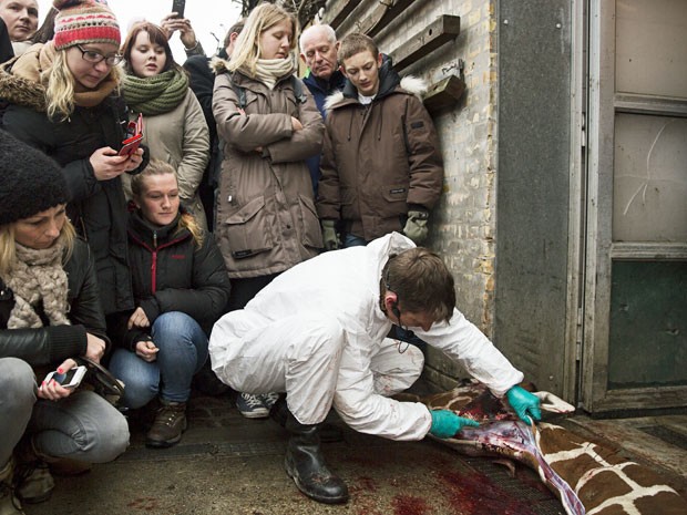 Zoológico realizou necropsia em girafa e visitantes puderam assistir (Foto: Scanpix Denmark/ AFP)