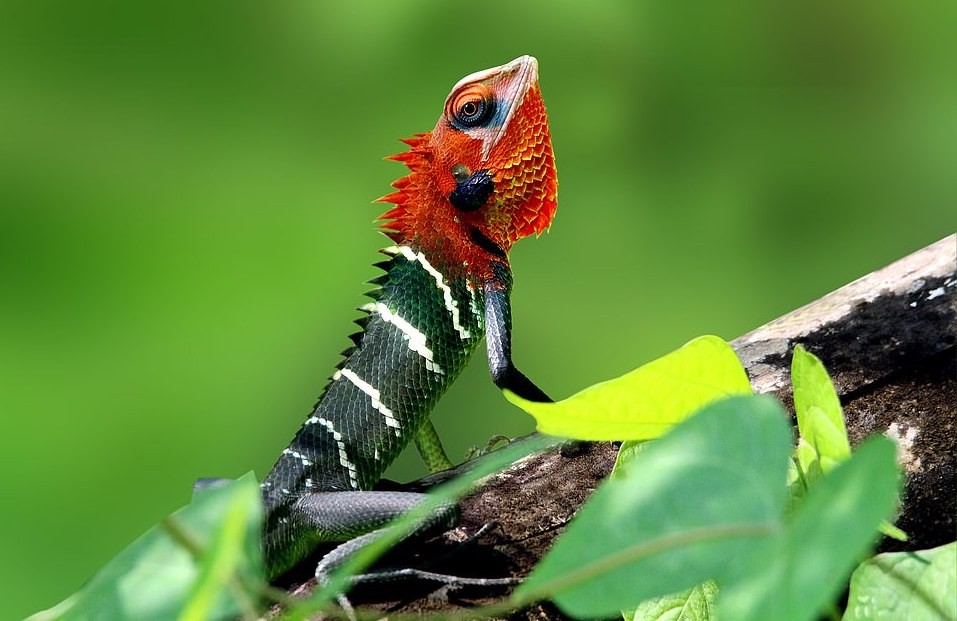 A fotografia de SS Suresh mostra as cores vibrantes de um lagarto verde e vermelho da espécie Calotes calotes (Foto: BMC Ecology/SS Suresh)