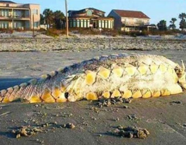 Em março deste ano, surgiram várias especulações após um animal ser encontrado morto em uma praia em Folly Beach, nos EUA. Alguns chegaram a afirmar que seria um monstro marinho. No entanto o ‘monstro marinho’ seria, na verdade, um esturjão do Atlântico. (Foto: Reprodução)