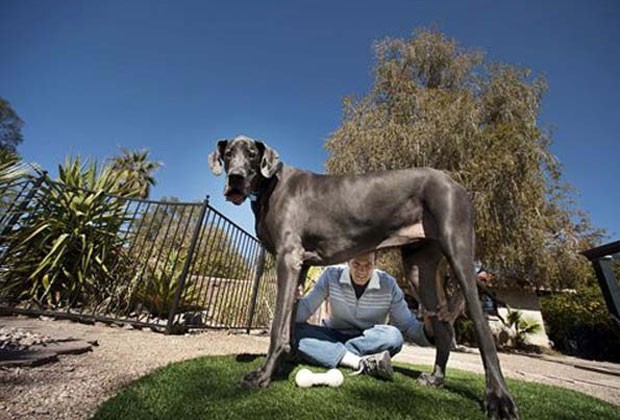 Giant George em foto de 20120 com seu dono, David Nasser (Foto: Ap)