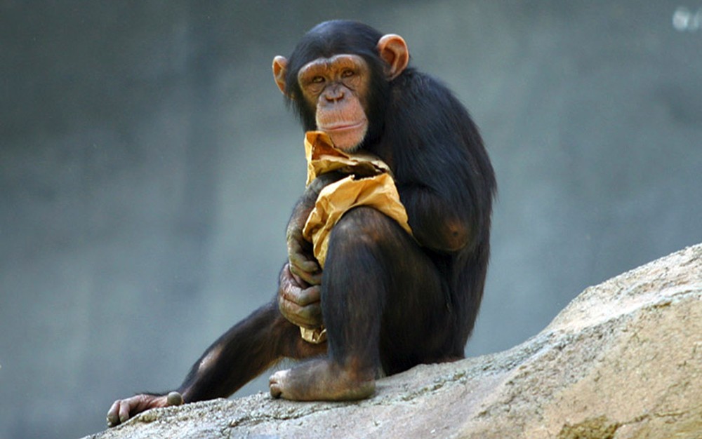 Chimpanzés são 1,5 vezes mais fortes que os seres humanos, e tem fibras musculares que os permitem 'arrancar' mais rápido (Foto: Aaron Logan/WikiMedia Commons)