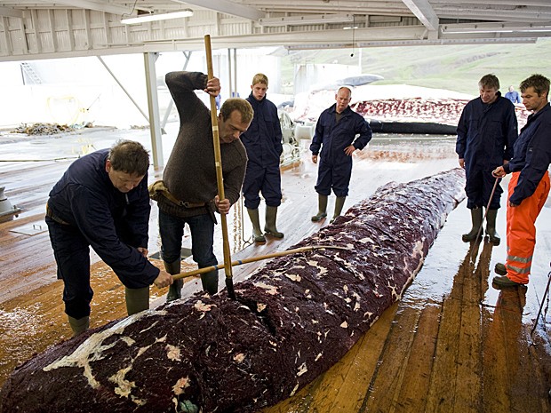 Baleeiros cortam e inspecionam carne de baleia de 35 toneladas em junho de 2009. Animal foi um dos dois capturados por navio na Islndia (Foto: Halldor Kolbeins/AFP)