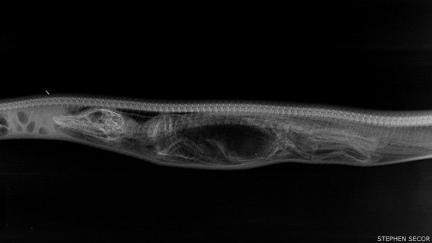  possvel ver perfeitamente o corpo do jacar, com a cabea no lado esquerdo do raio-X. A serpente expandiu seu corpo para se moldar ao tamanho de sua presa (Foto: Stephen Secor/BBC)