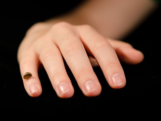 Osso da menina da espécie de Denisova, comparada com a mão de um humano moderno (Foto: Instituto Max Planck de Antropologia Evolutiva)