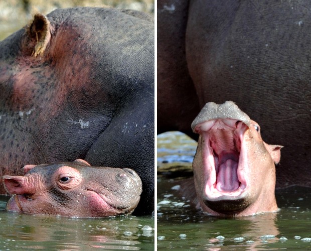 Filhote de hipopótamo 'sorri' e boceja para câmera ao lado da mãe (Foto: Frank Perry/AFP)