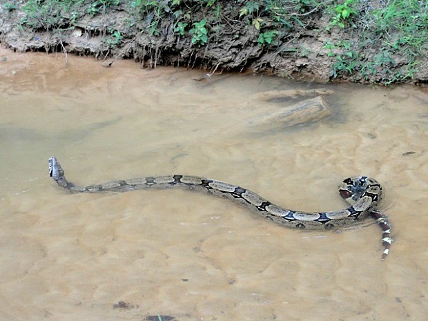 Cobra foi devolvida à natureza por agentes do ICMBio (Foto: Walter Filho/TV Amazonas)