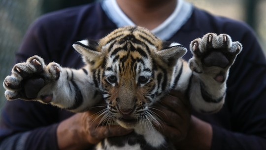 Resultado de imagem para Nascem quatro tigres de bengala em cativeiro em parque de El Salvador