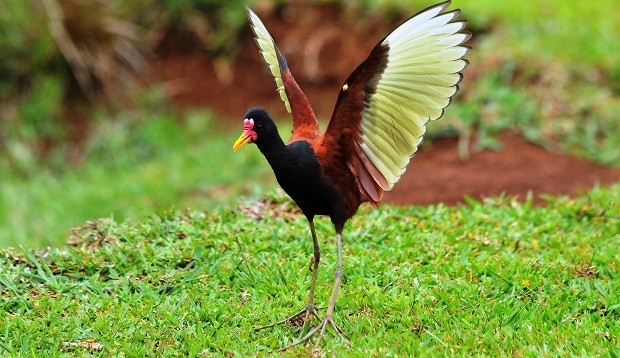 Resultado de imagem para jaçanã tupi significado