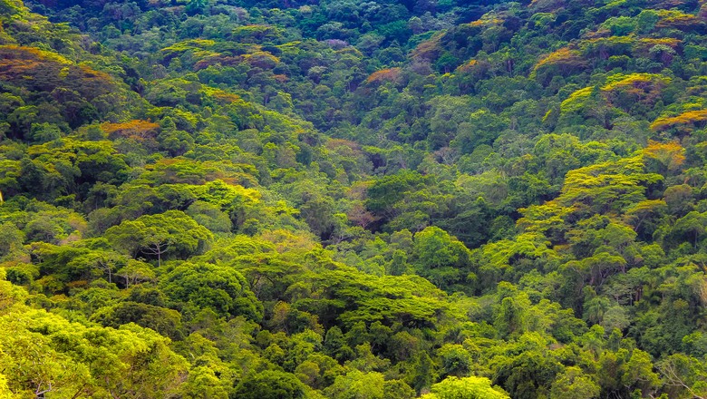costa-verde-paraty-mata-atlantica-sustentabilidade-preservação-ambiental (Foto: Henrique Ferreira/CCommons)