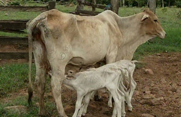 Em caso raro, vaca surpreende e dá à luz bezerras trigêmeas em Porangatu, Goiás (Foto: Reprodução/TV Anhanguera)