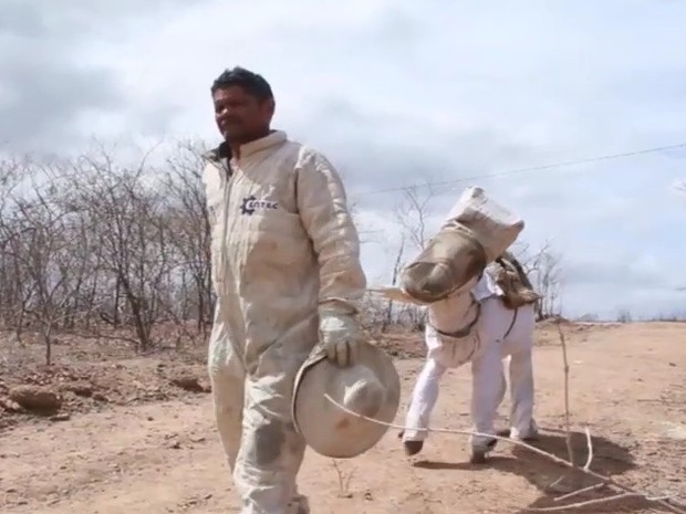 Jumento apicultor colhe 9 litros de mel por dia no sertão do Ceará (Foto: TV Verdes Mares/ Reprodução)