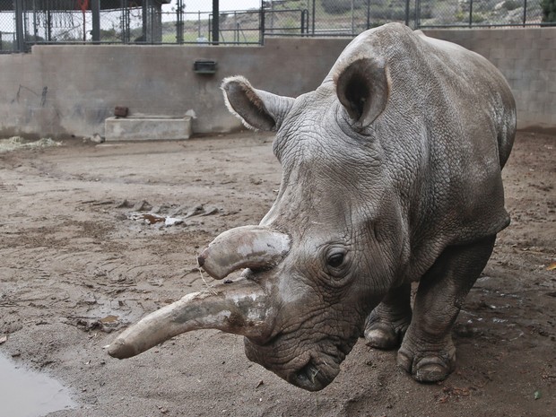 A rinoceronte branco Nola, em foto de 31 de dezembro de 2014 (Foto: AP Photo/Lenny Ignelzi, File)