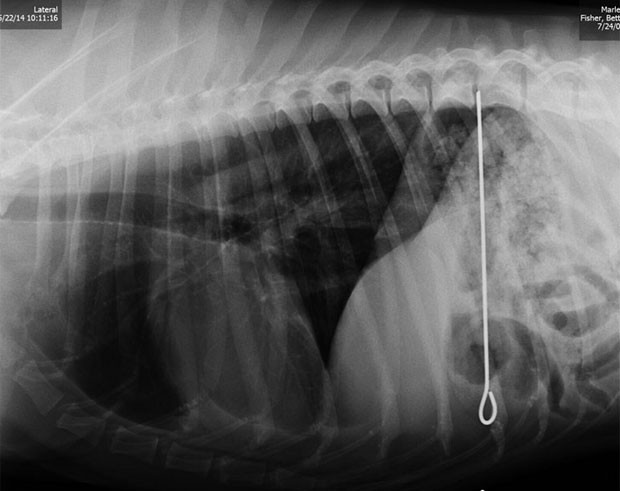 Cão que comeu espeto garantiu segundo lugar (Foto: Reprodução/Veterinary Practice News)