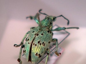 Os insetos chegam congelados para os biólogos (Foto: RBS TV / Reprodução)