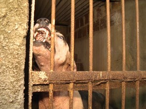 Cachorro chamado Mascote estava em cima do homem quando a polícia chegou (Foto: Reprodução/ TV Gazeta)
