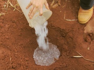 Hidrogel é aplicado na raiz dos pés de café para reter a água, Lavras, MG (Foto: Reprodução EPTV)