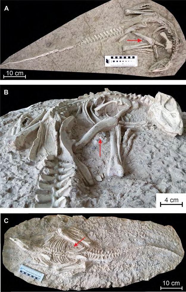 Fósseis de Changmiania liaoningensis encontrados na formação Yixian, na província de Liaoning, China (Foto: RBINS)