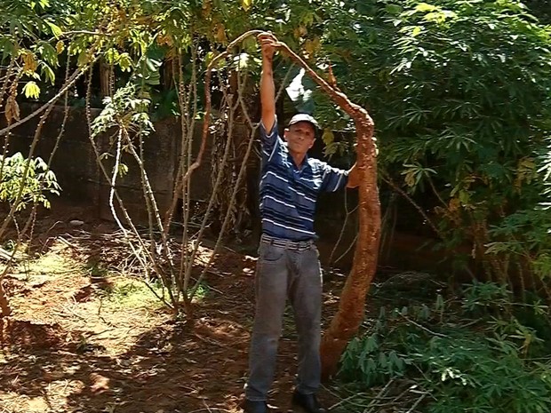 Plantações precisam de 12 horas de luz por dia e de solo não compactado (Foto: Reprodução/ TV TEM)