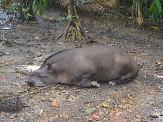 Chicão, anta com mais de 100 quilos é atração em reserva natural (Foto: Cassio Albuquerque/G1)