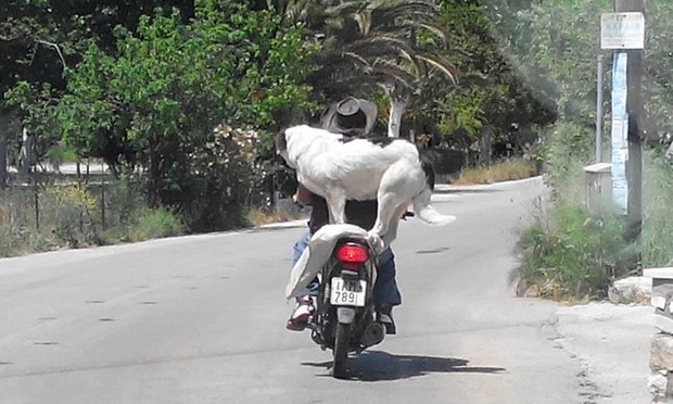 Motociclista é flagrado com frequência levando cão em moto (Foto: Reprodução/Facebook/Hosszu Reka)