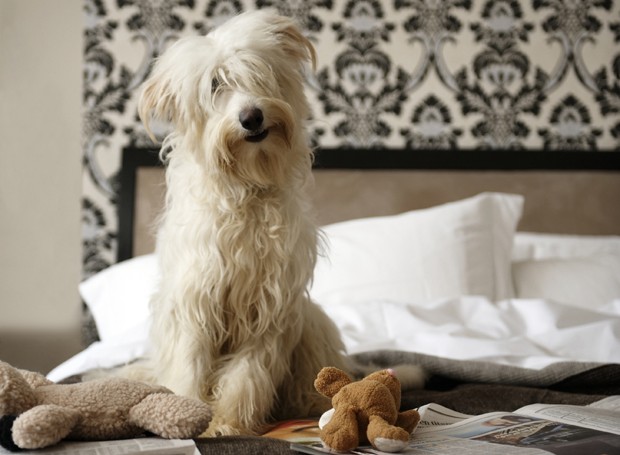 Cachorro-pet-dog (Foto: Getty Images)