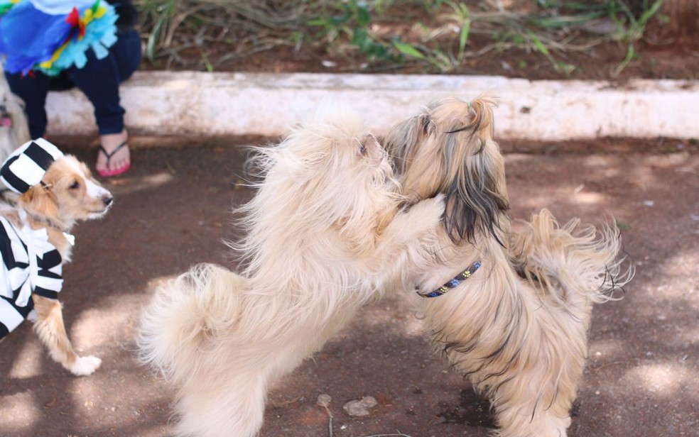 Cachorros brincando   (Foto: Paula Leon/Arquivo pessoal)