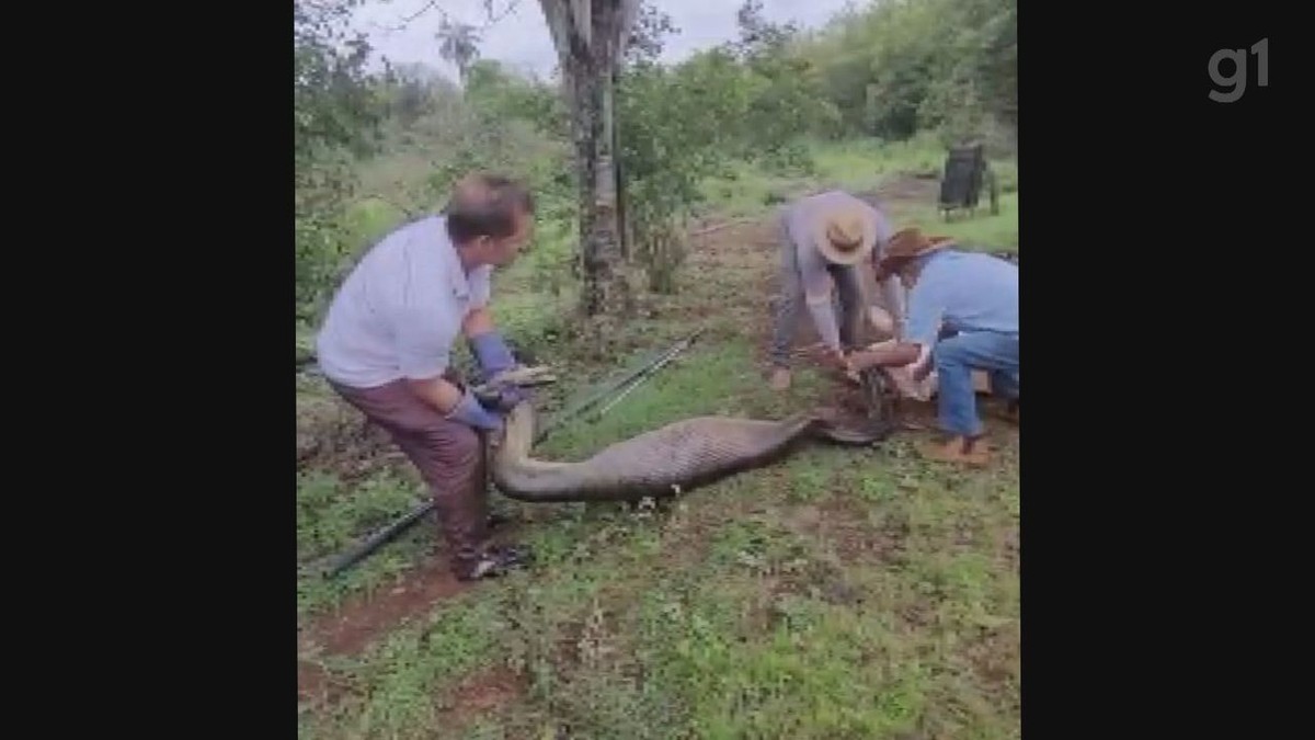 V Deo Cobra Sucuri De Metros Capturada Em Ch Cara De Tamba E